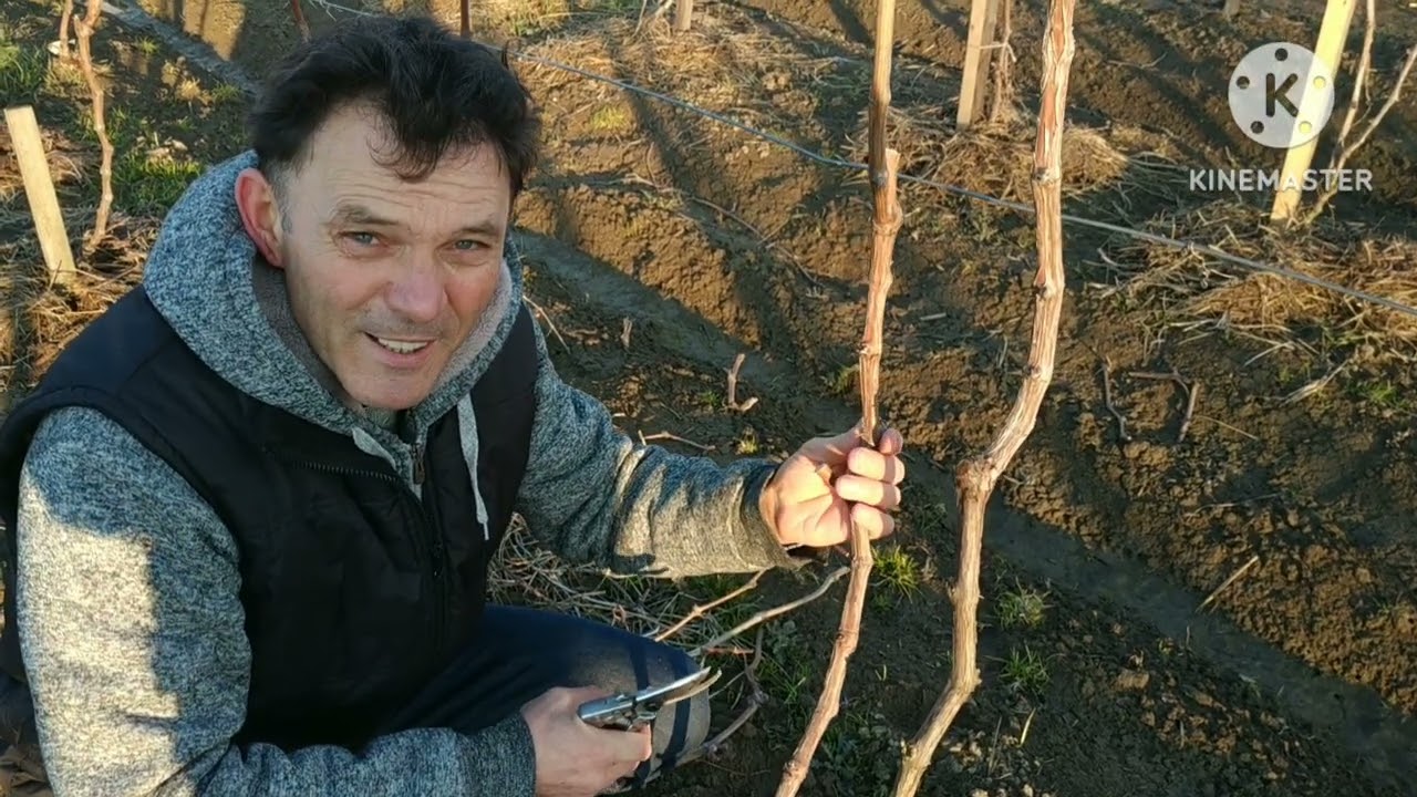 1 ; 2 ; 3 éves szőlőtőkék metszése