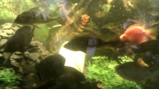 Bad boy fish tank !