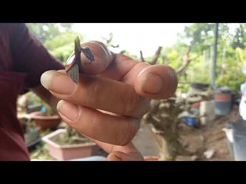 Video ghép tường vi v gốc bằng lăng, ĐT zano. 0977267392 - youtube