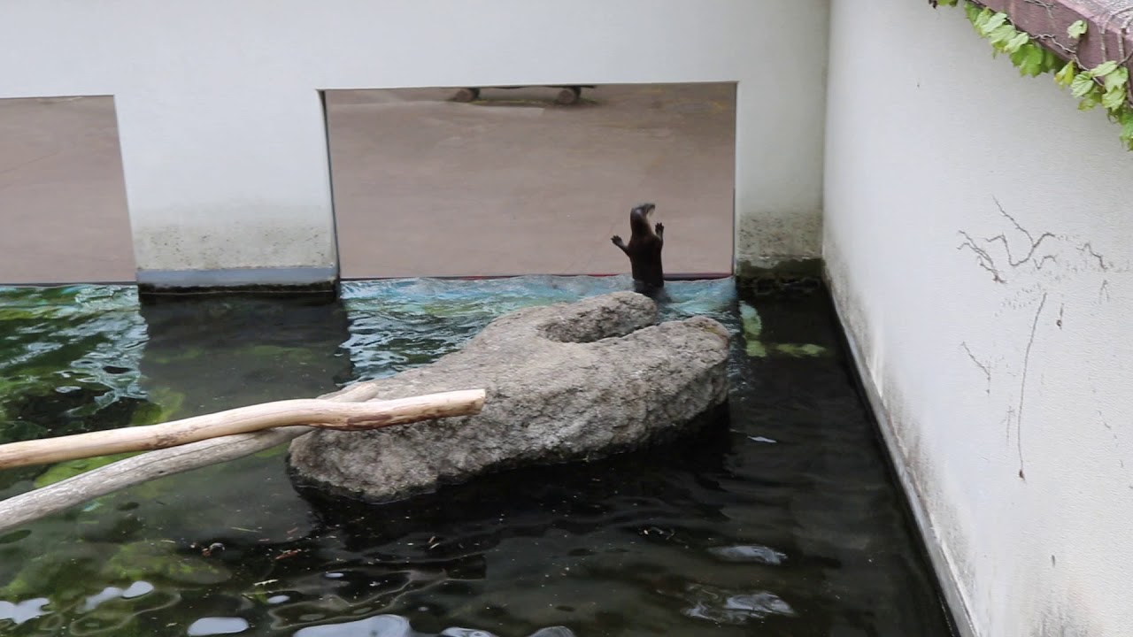 camera iphone 8 plus apk 180508 34 盛岡市動物公園：7 カナダカワウソ 異常行動