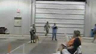 Bentley's Flyball Races