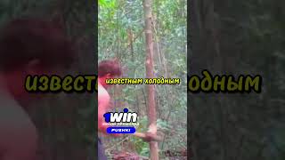 Древнейшее холодное оружие! #war #война #warzone #ножи  #history