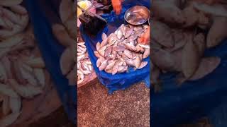 Behind Secret Vlog Berburu Blue Marlin DiPasar Krui