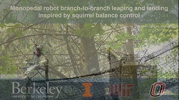 A squirrel-inspired robot that can leap from limb to limb