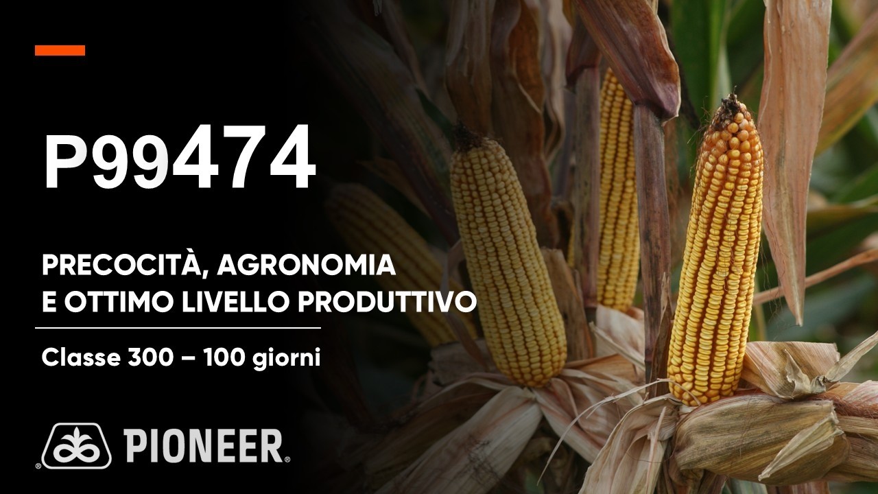 P99474: precocità con solida base agronomica e ottimo livello produttivo