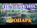 🐘🐧🐊ПРАЖСКИЙ ЗООПАРК#3👍 (июнь 2017).