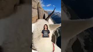 Goats POV: Relax and Watch | #goat #chill #asmr