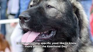 The Keeshond Dog  | Top 10 beautiful facts