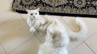 A Little Drama To Welcome The Day