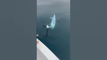 Amazing Fishing The Giant Tuna In The Deep Ocean 