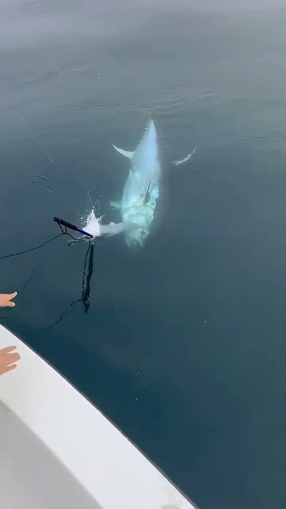 Amazing Fishing the giant tuna in the deep ocean! 🌊🎣
