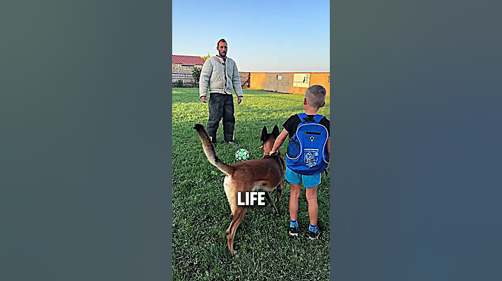 Real Life Training For GUARD DOG (@franestevez88)