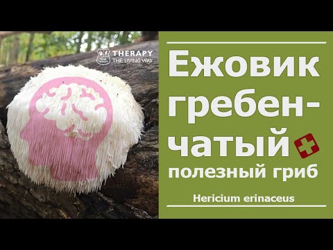Ежовик Гребенчатый - гриб меняющий жизнь, прорабатывает подсознание #NFG