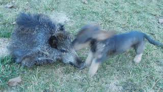 Apolo Axally - Chování U Kusu