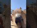 ドアップのカピバラを見つめる #capybara