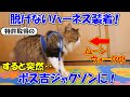 ボス吉に特許取得の脱げない猫用ハーネスを装着してみたら、突然ムーンウォークを始めました！【ボス吉ジャクソン爆誕！】