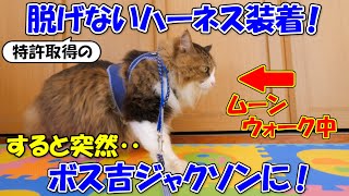 ボス吉に特許取得の脱げない猫用ハーネスを装着してみたら、突然ムーンウォークを始めました！【ボス吉ジャクソン爆誕！】
