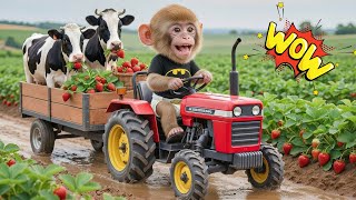 Monkey Ais Gr Run Turns To Chaos As Tractor Sinks In Mudhis Genius Rescue Amazes All