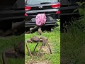 Unrequited squirrel love and opportunistic blue jay #short ##bluejay #squirrel