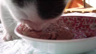 初めてのカルカンパウチ子猫用