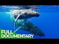 In the Feeding Grounds of the Humpback Whales | Free Documentary Nature