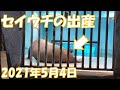 セイウチの出産　2021年5月4日　　Birth of Walrus