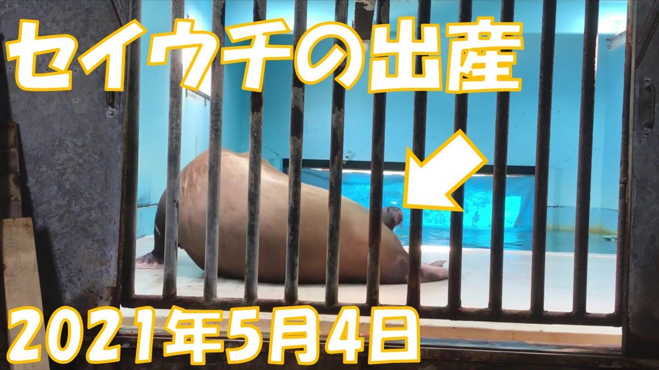 【セイウチ家族】 セイウチの出産 2021年5月4日 Birth of Walrus - YouTube