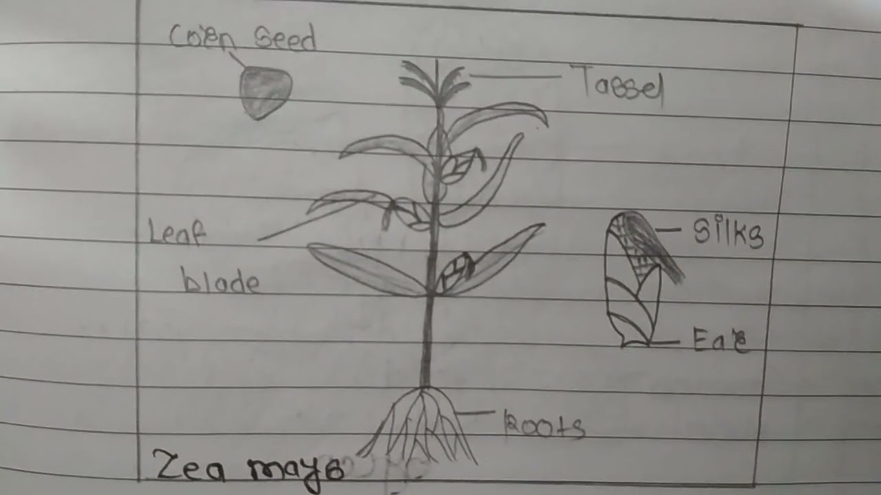 Zea Mays diagram 