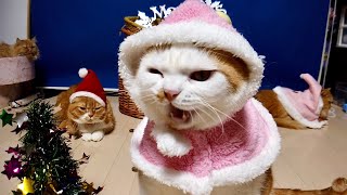 Christmas Cats 可愛いクリスマスのコスプレした猫の一家【マンチカンズのXmas 】