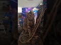 A minute 😺  Dusty cat 🐈 So What #cat #catselfie #catdad #dusty #funnypet #funnycats #funnycute