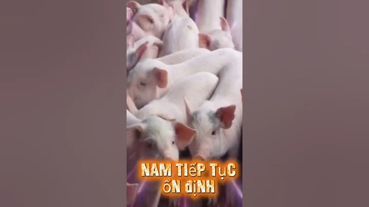 Giá heo hơi ngày 5 tháng 9 năm 2025