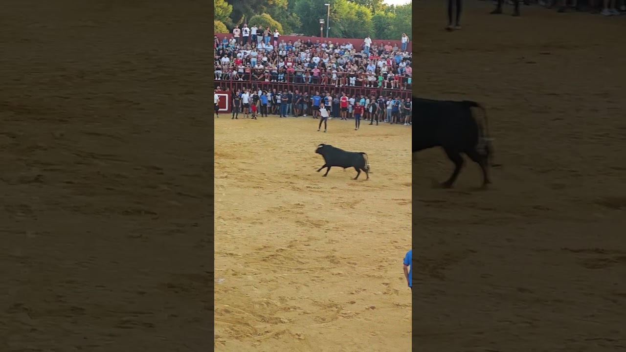 capea de Loeches 2025 gallegillo