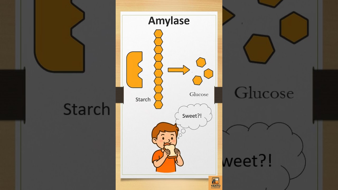 Enzymes Episode 1