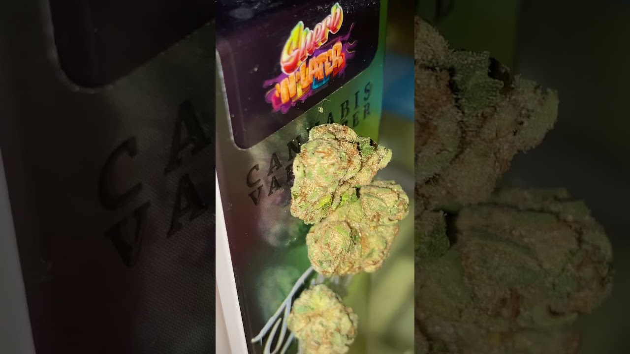 Jungle Boys Gator 🐊 Breath 