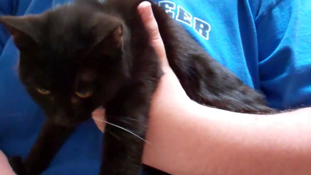 Four Month Old Kitten with Neurological Problems #205490 