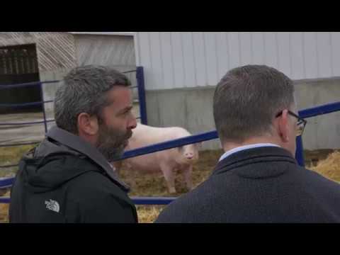 DuBreton en route vers la libération de 300 000 porcs / Volet Ferme