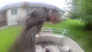 Start Vacation With House Sparrow, Robin and House Wren & Landscaper June 11, 2025