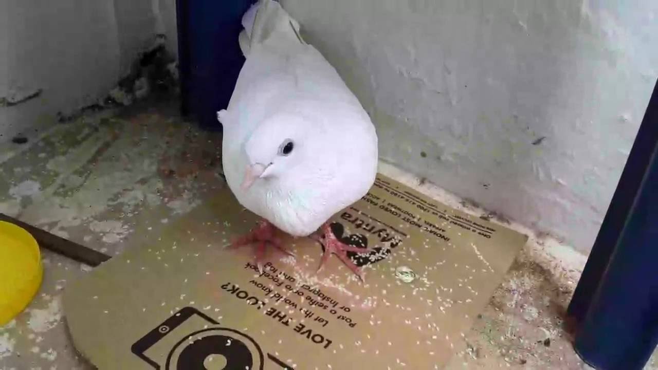 Ppoll, Rhizome, Euripides