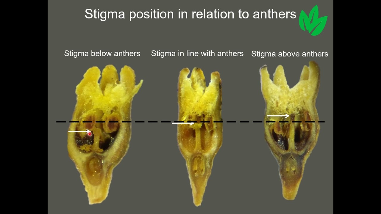 CREW Thesium ID course 2021   Part 3   Morphology continued