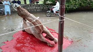 Angry Camel Eid Qurbani 2021 Full Video Hd