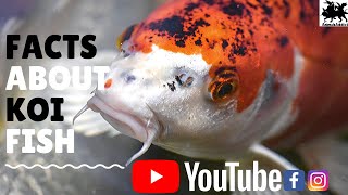 Amazing Facts About Koi Fish | Koi Fish Facts | Animals Addict