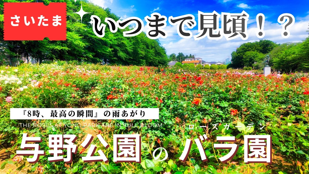 今が見頃！】与野公園・バラ園『雨上がりの与野公園』朝8時のしずくの