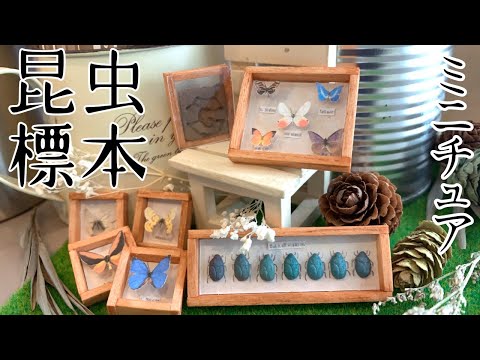 ミニチュア】七色の黄金虫と蝶々の昆虫標本 - YouTube