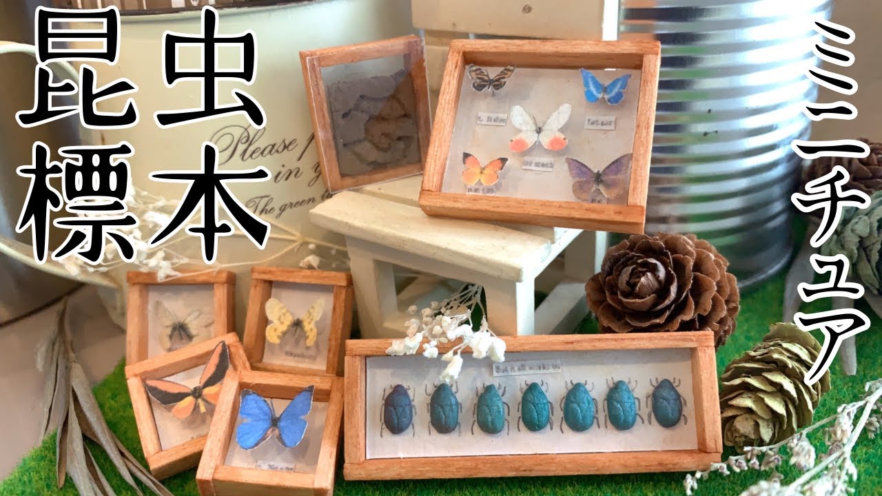 ミニチュア】七色の黄金虫と蝶々の昆虫標本 - YouTube