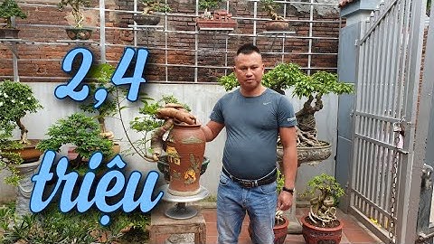 SH.4541. Cây Cóc quái thật giá 2,4 triệu đồng tại vườn cảnh Mạnh Cường Phúc Thọ Hà Nội