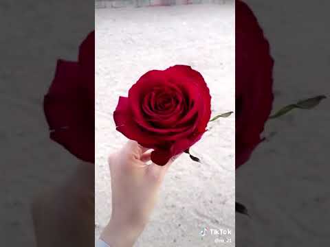 حالات وتس اب2019 احلى ورده لا اغلى بشر ع قلبي