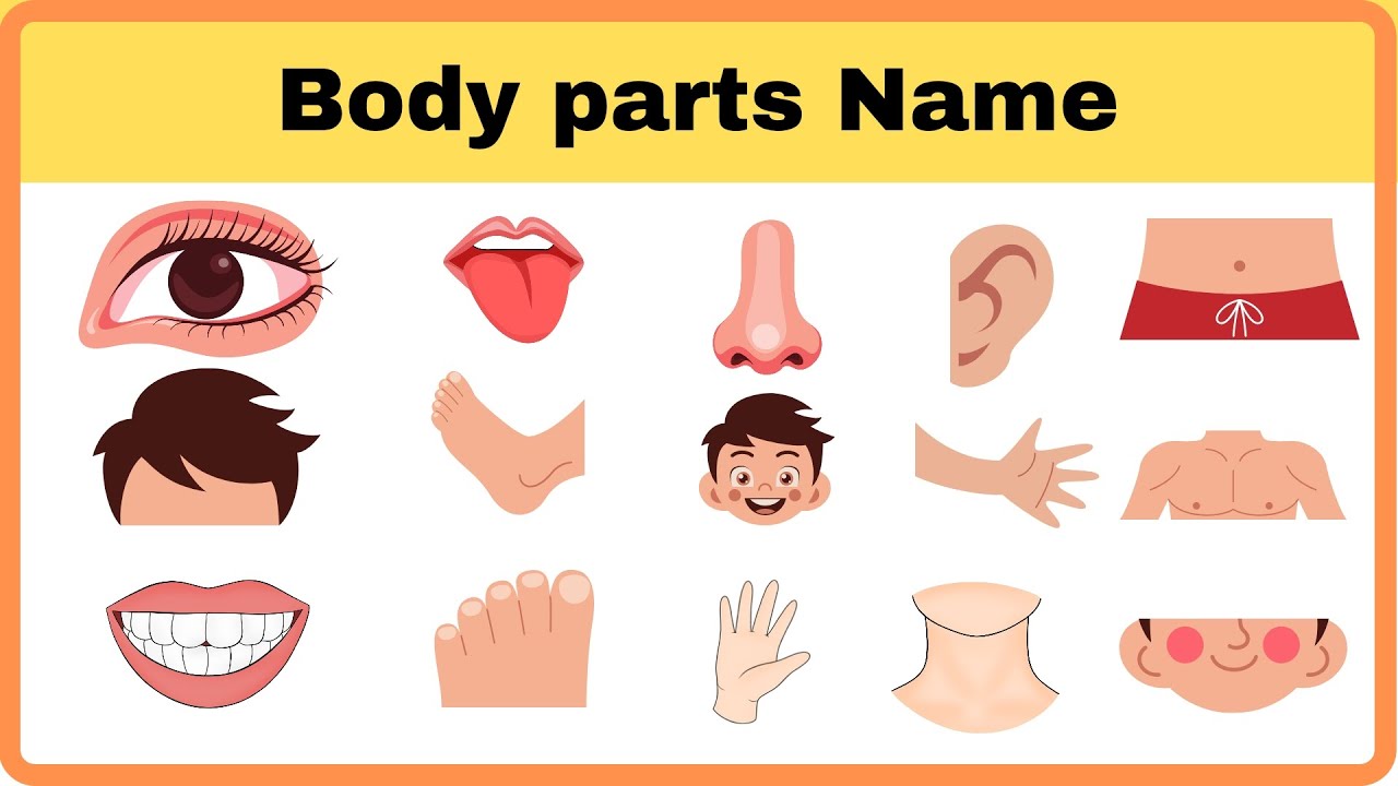 Name of Body Parts | Learn Body Parts with Easy Examples | Body Parts ...
