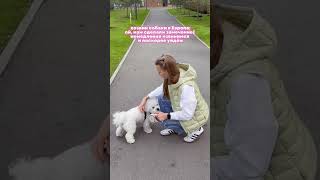 Рулетка ВБ 111647586 #собака #топ #юмор #бишон #поводок