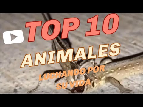 TOP 10 🔝 ANIMALES QUE LUCHAN POR SU VIDA | NATURALEZA BRUTAL