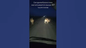 Верблюды в Казахстане